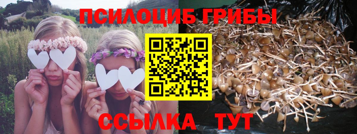 Псилоцибиновые грибы Cubensis Сафоново